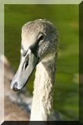 cygnes_23 copie.jpg
